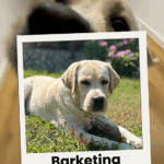 SSBM international dog day