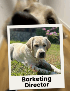 SSBM international dog day