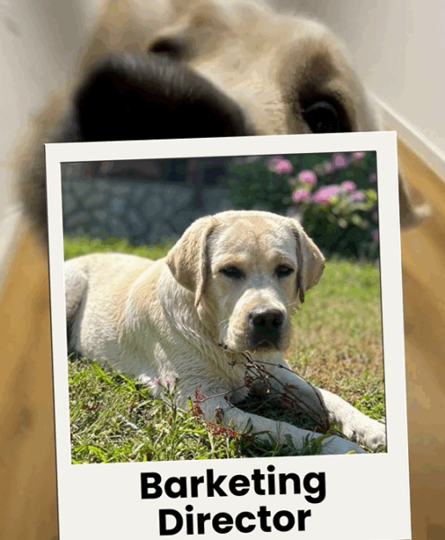 SSBM international dog day